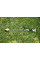 Мотокоса акумуляторна FSA 57 STIHL (45220115734)