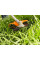 Мотокоса акумуляторна FSA 80 STIHL (FA080115710)