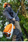 Висоторіз акумуляторний HTA 86 STIHL (LA032000005)